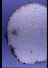 Leucogaster rubescens image