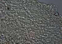 Cortinarius nivalis image