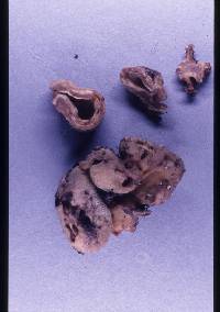 Hydnotrya cubispora image