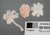 Humidicutis rosella image