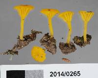 Lichenomphalia alpina image