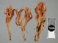 Clavulinopsis cinnamomea image