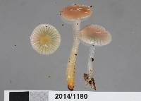 Gliophorus lilacipes image