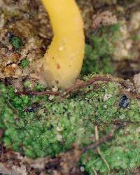 Lichenomphalia alpina image