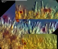 Gymnopilus crociphyllus image