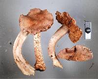 Cortinarius alboroseus image