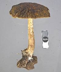 Agrocybe olivacea image