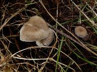 Clitocybe brunneoceracea image