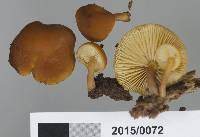 Gymnopilus austropicreus image