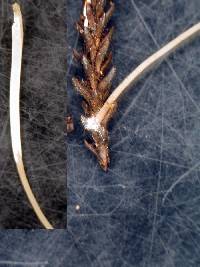 Macrotyphula defibulata image