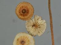 Crinipellis scabella image
