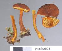 Gymnopilus ferruginosus image
