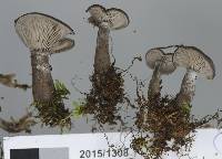 Image of Clitocybe brunneoceracea