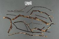 Aleurodiscus coronatus image
