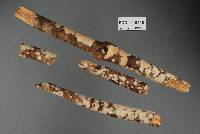 Aleurodiscus parmuliformis image