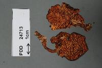 Hydnum crocidens var. badium image