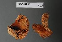 Russula albolutescens image