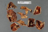 Russula allochroa image