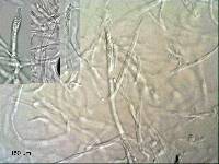 Russula allochroa image