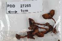 Cortinarius phaeochlorus image