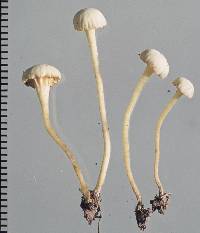 Image of Camarophyllopsis roseola
