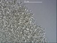 Russula macrocystidiata image