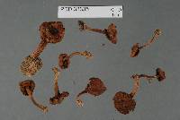 Astrosporina aequalis image