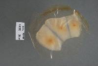 Image of Peristomialis dentifera