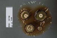 Cryptosporiopsis citri image