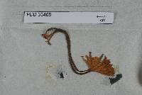 Image of Armillaria fuscipes