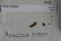 Image of Armillaria procera
