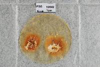 Bionectria grammicosporopsis image