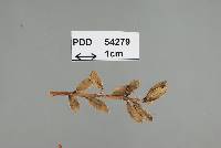 Limacinia quitensis image