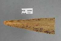 Image of Parmulariopsis pulchella