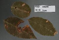 Phyllachora conica image