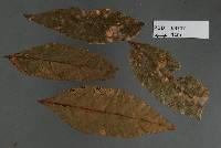 Phyllachora paulliniae image