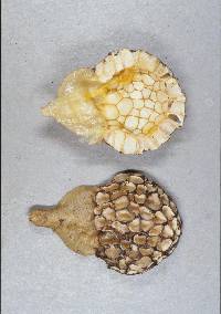 Cyttaria nigra image