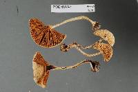 Cortinarius mariae image