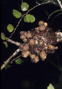 Cyttaria nigra image