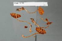 Cortinarius veronicae var. dilutus image