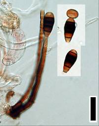 Image of Phragmocephala stemphylioides
