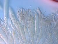 Asperopilum juncicola image