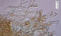 Lanatonectria flocculenta image