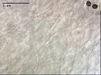 Russula macrocystidiata image