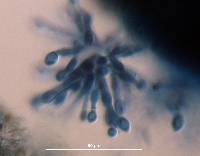 Image of Scopulariopsis acremonium