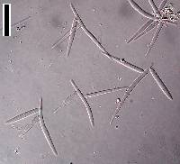 Tricladium splendens image