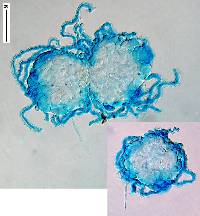 Peyronelina glomerulata image