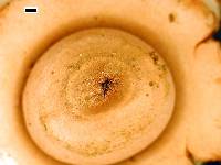 Image of Geastrum australe