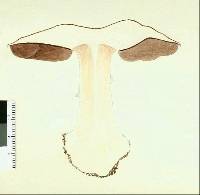Agaricus subperonatus image