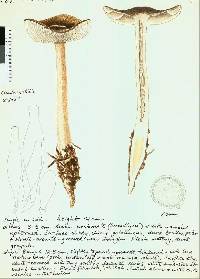 Oudemansiella japonica image